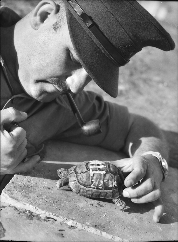 Австралийский офицер с черепахой-талисманом воинской части