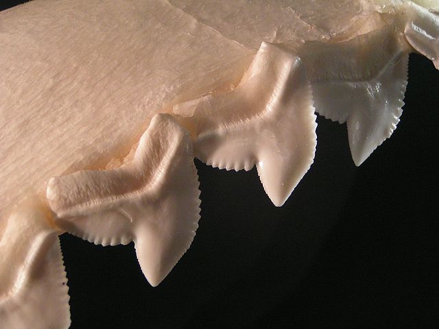 shark_teeth